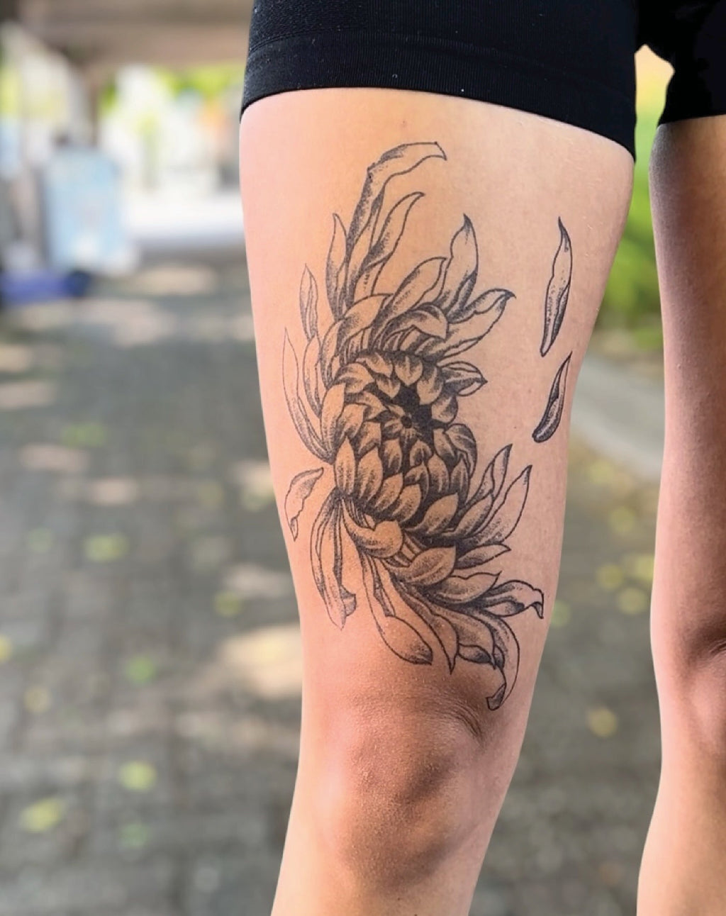 Japanese Chrysanthemum